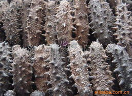 青島曉剛海參干制水產品系列介紹