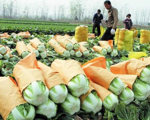 發展綠色農產品 啟動創業新思維，開啟農業新篇章