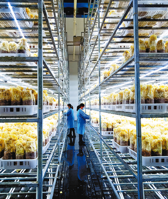 打造特色農產品品牌 助推農業高質量發展的核心路徑