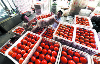 盤前高山番茄 盛夏美味正當時，綠色農產品迎上市旺季