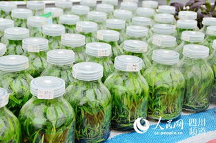 內江農產品驚艷亮相成都農博會 娃娃魚萌動蓉城，特色產品引關注